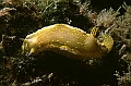 23 Hypselodoris Webbi